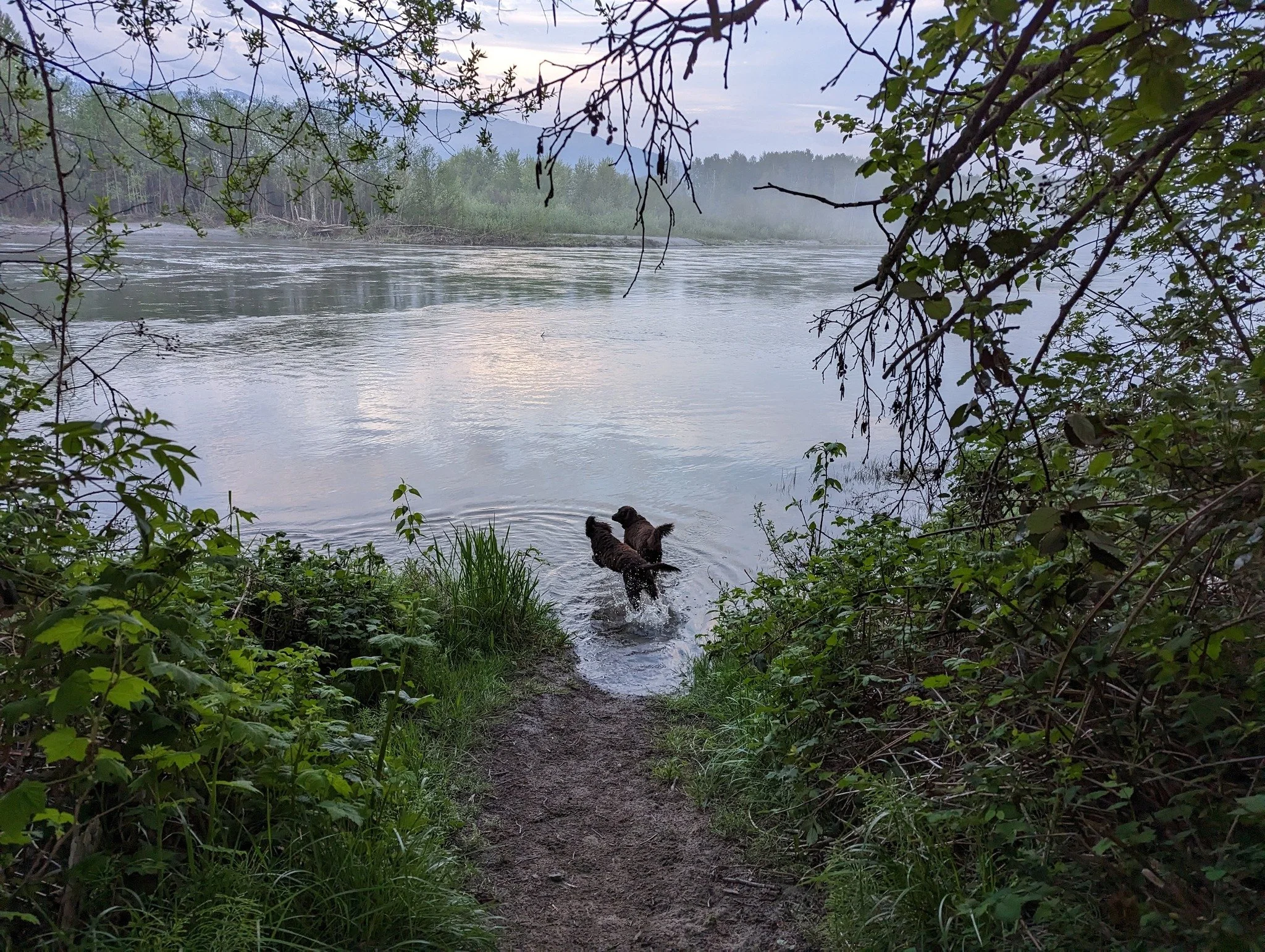 Morning Swim? 