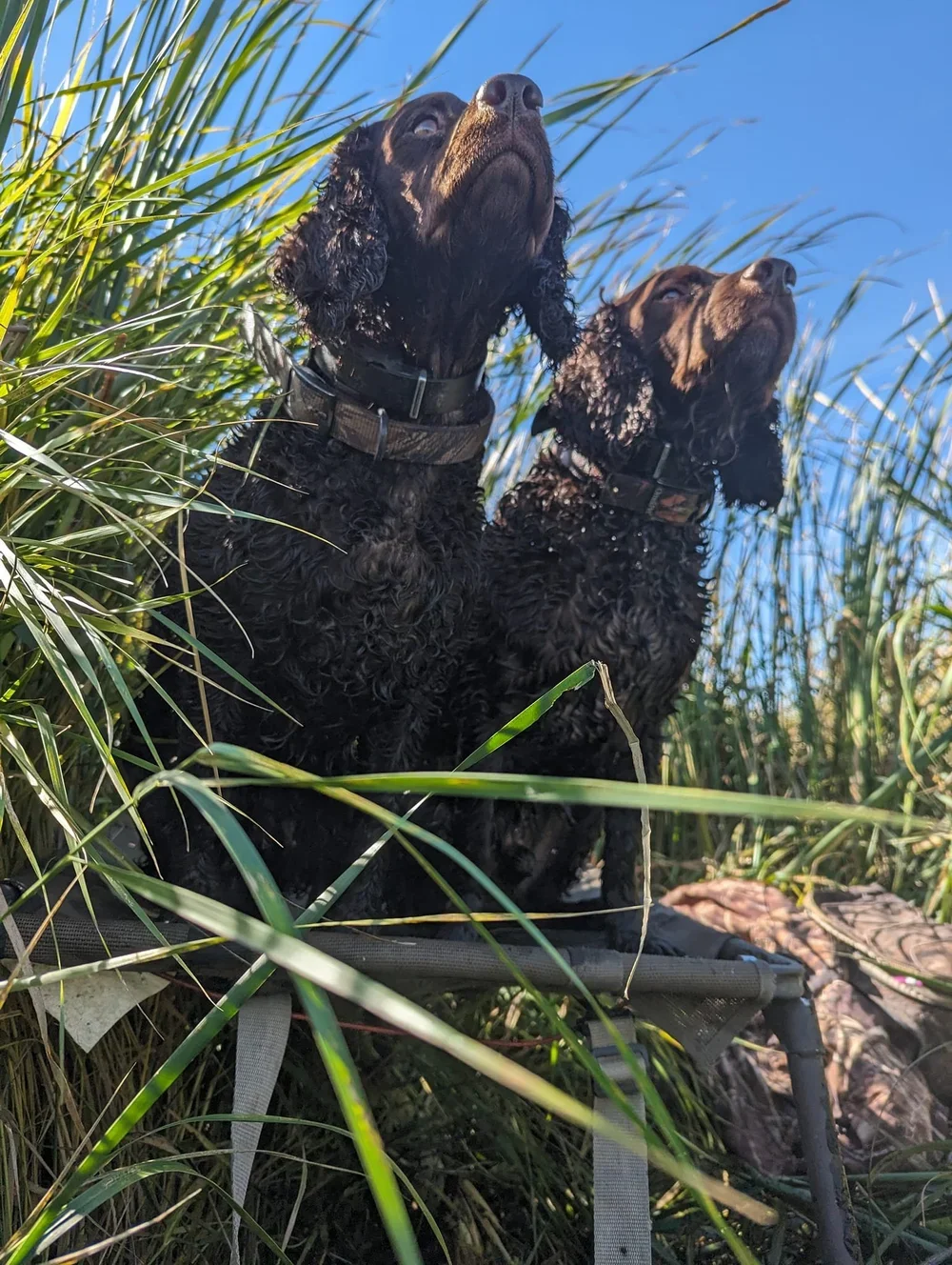 Two heads are better than one 
