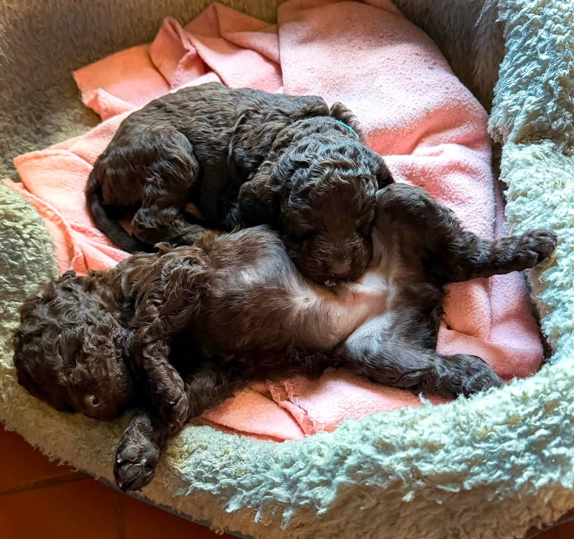Soo Comfy - - - 