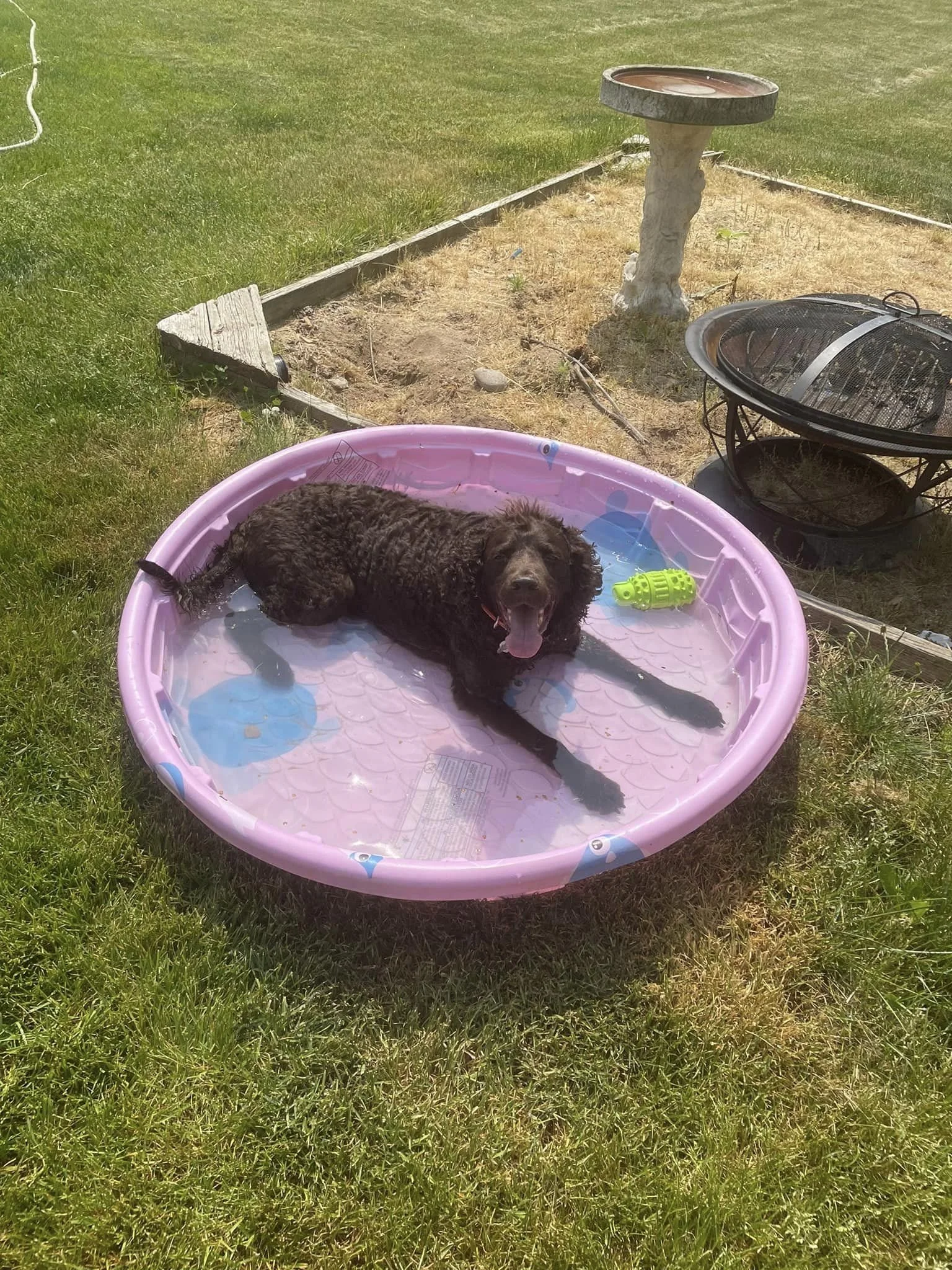 Doggie Pool!