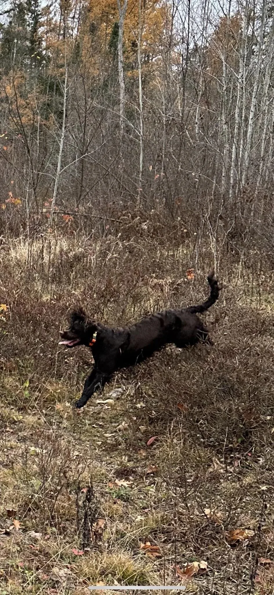 Running Wild 