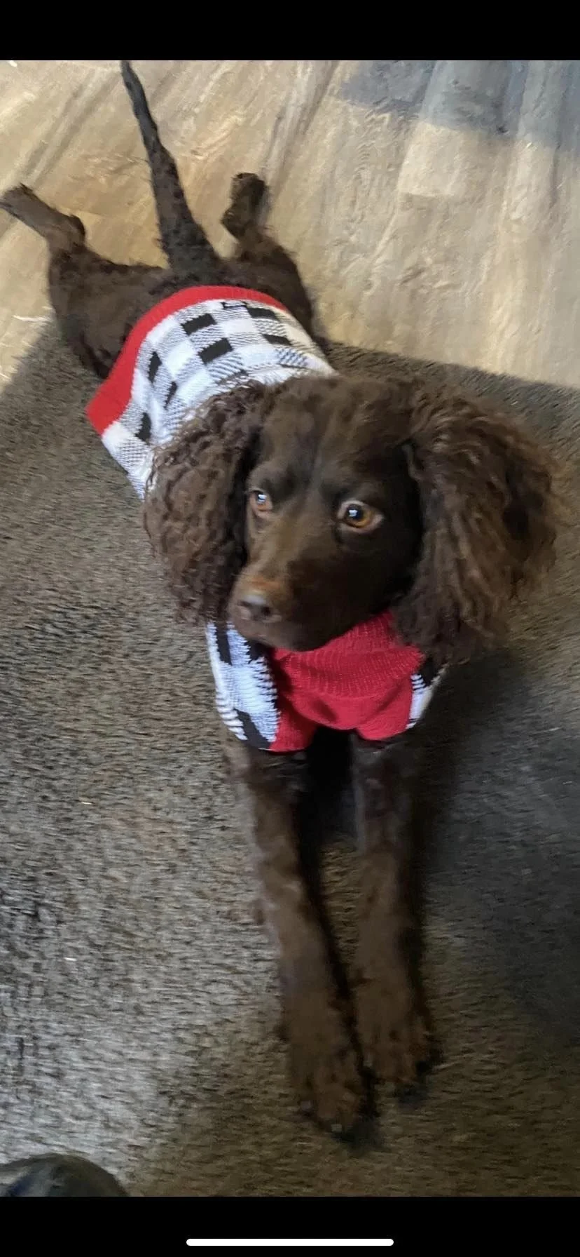 I know I"m an AWS, but i LIKE my sweater 