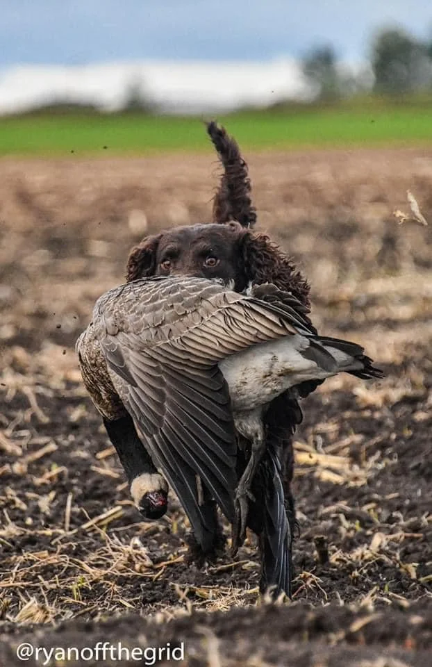 Goose me