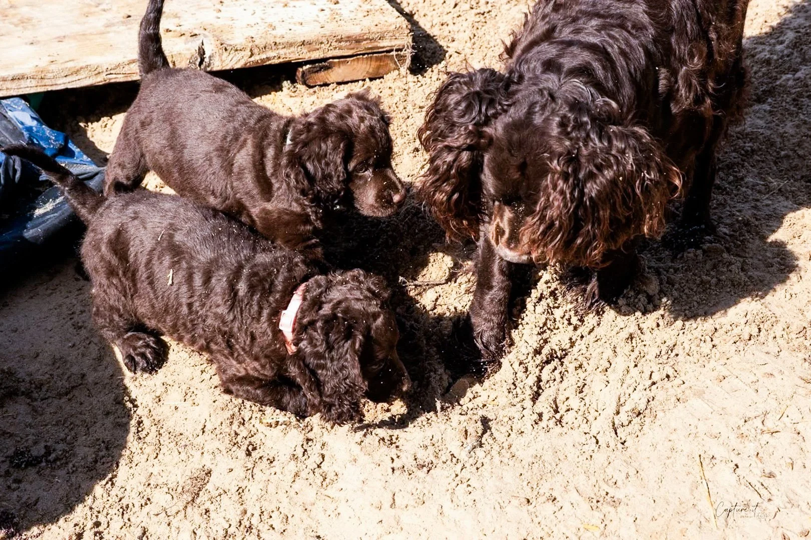 This is how you dig your dream hole