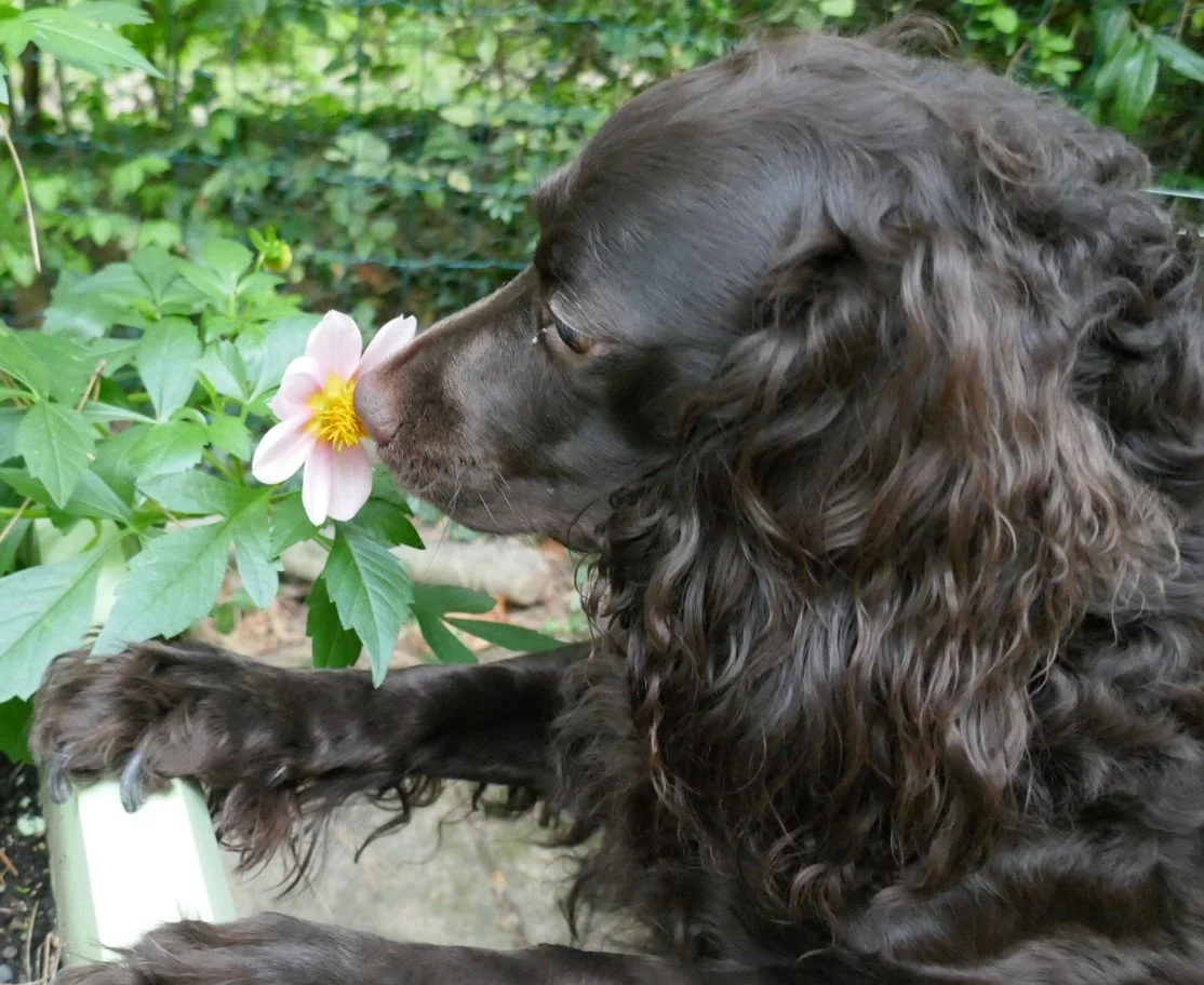 So delicate
