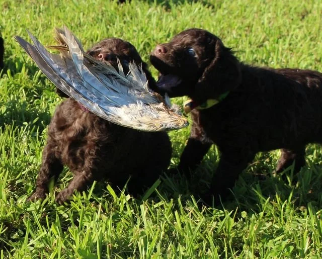 Chomp 