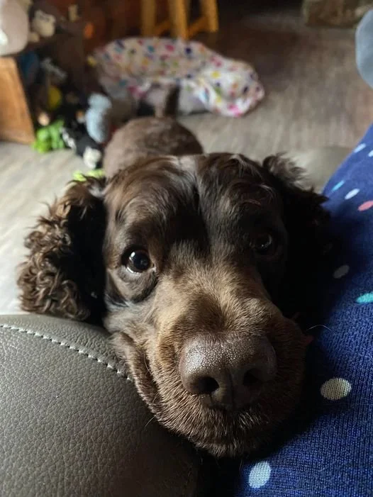 Pretty pretty pretty PLEASE?