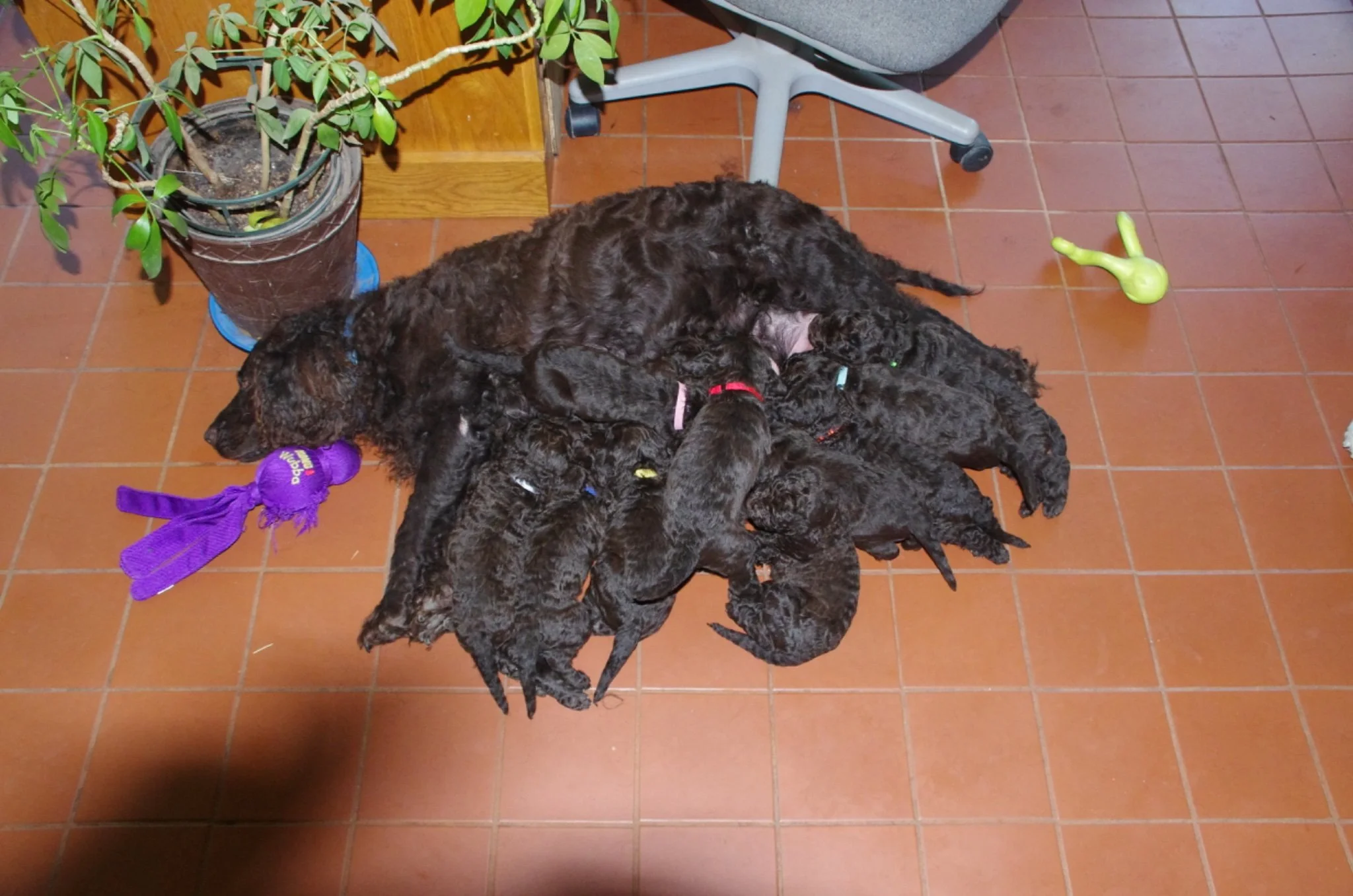 Puppies!!!!!