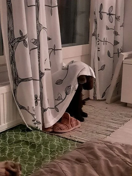 Ha! You can't see me - but I can still smell you - - 