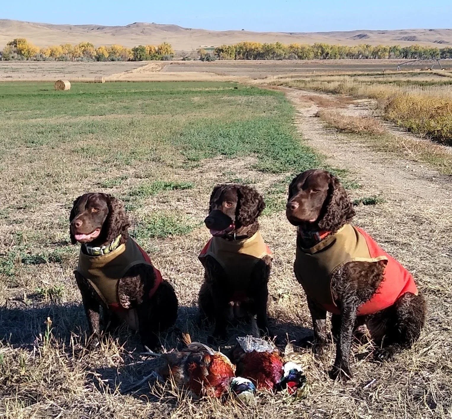 Three Amigos