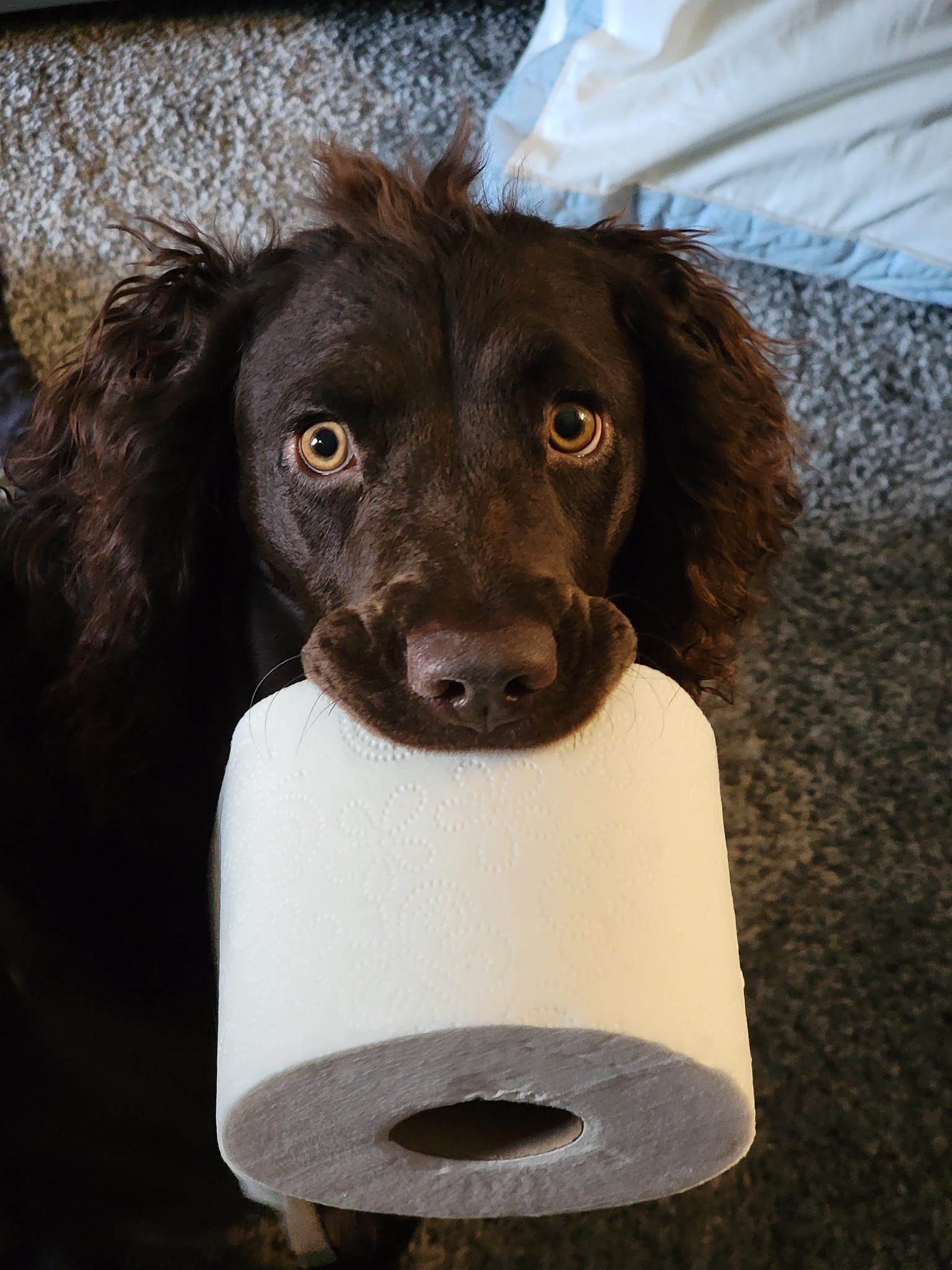 Mission - Midnight Toilet Papering - is on - right? 