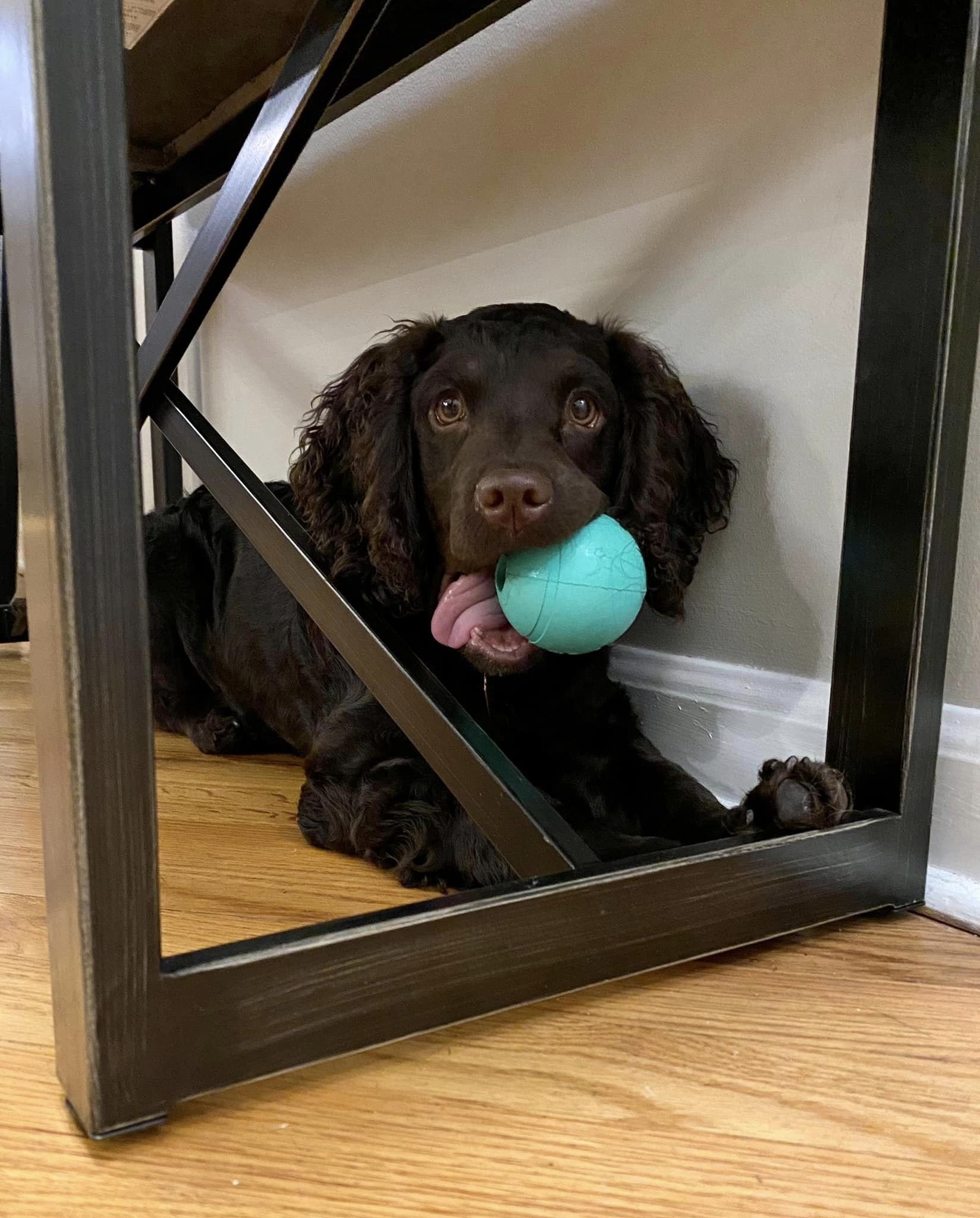Tongue - Ball 