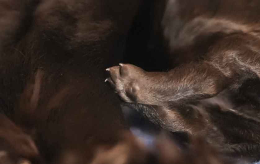 Screenshot 2026-03-06 at 4.44.00 PM.png