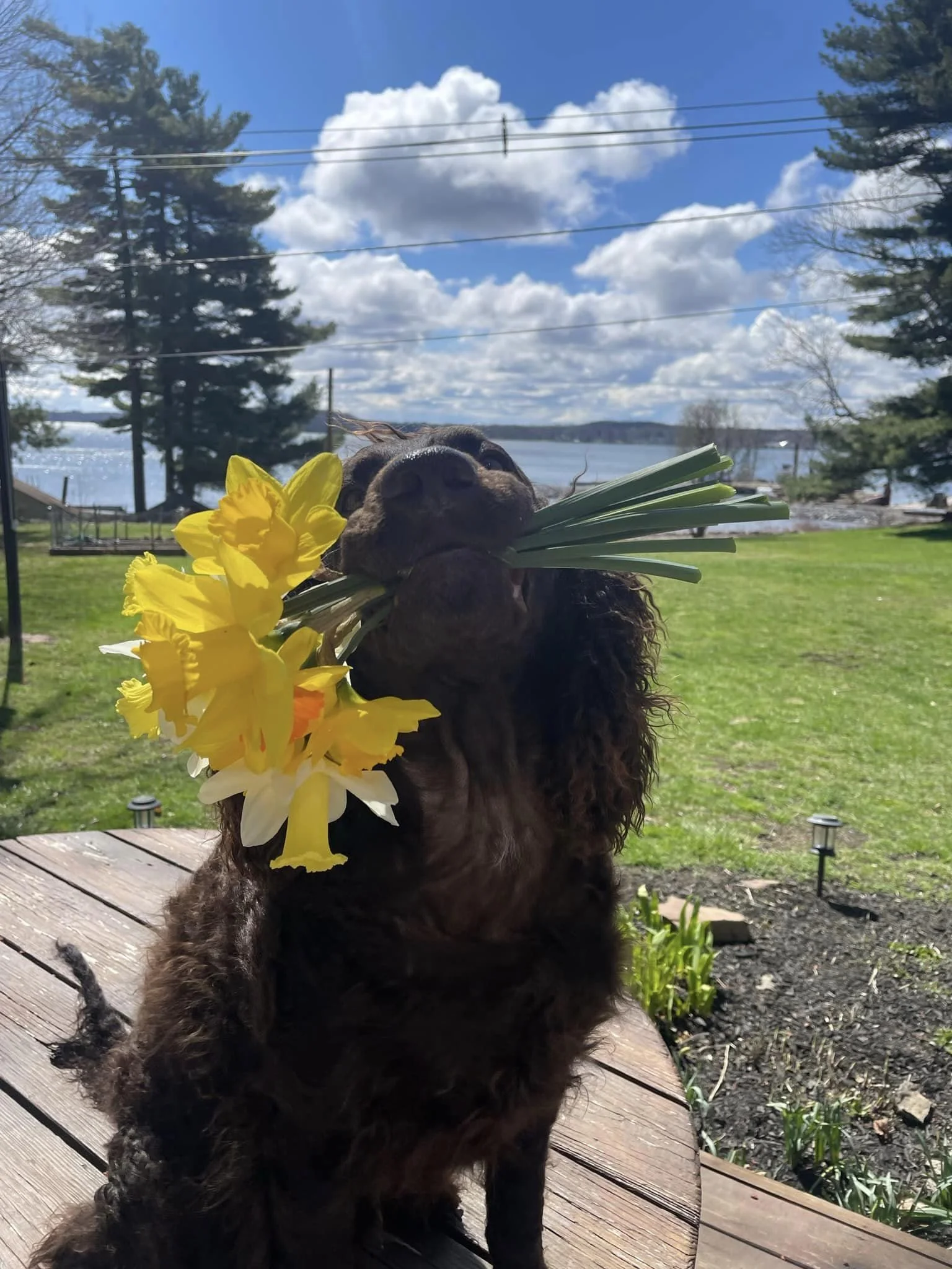Bit of Spring for ya 
