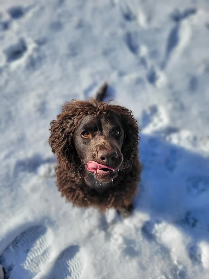 Drop the snowball 