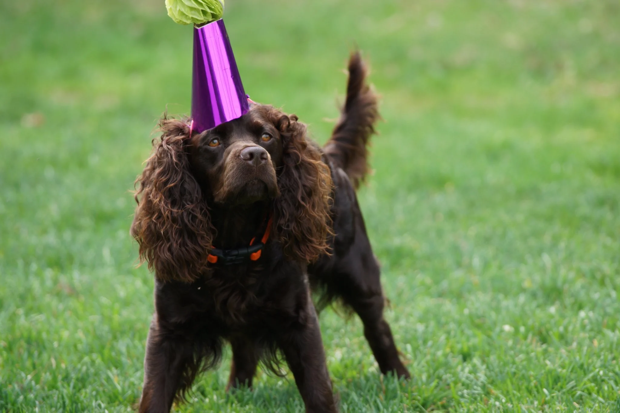 Birthday Girl 