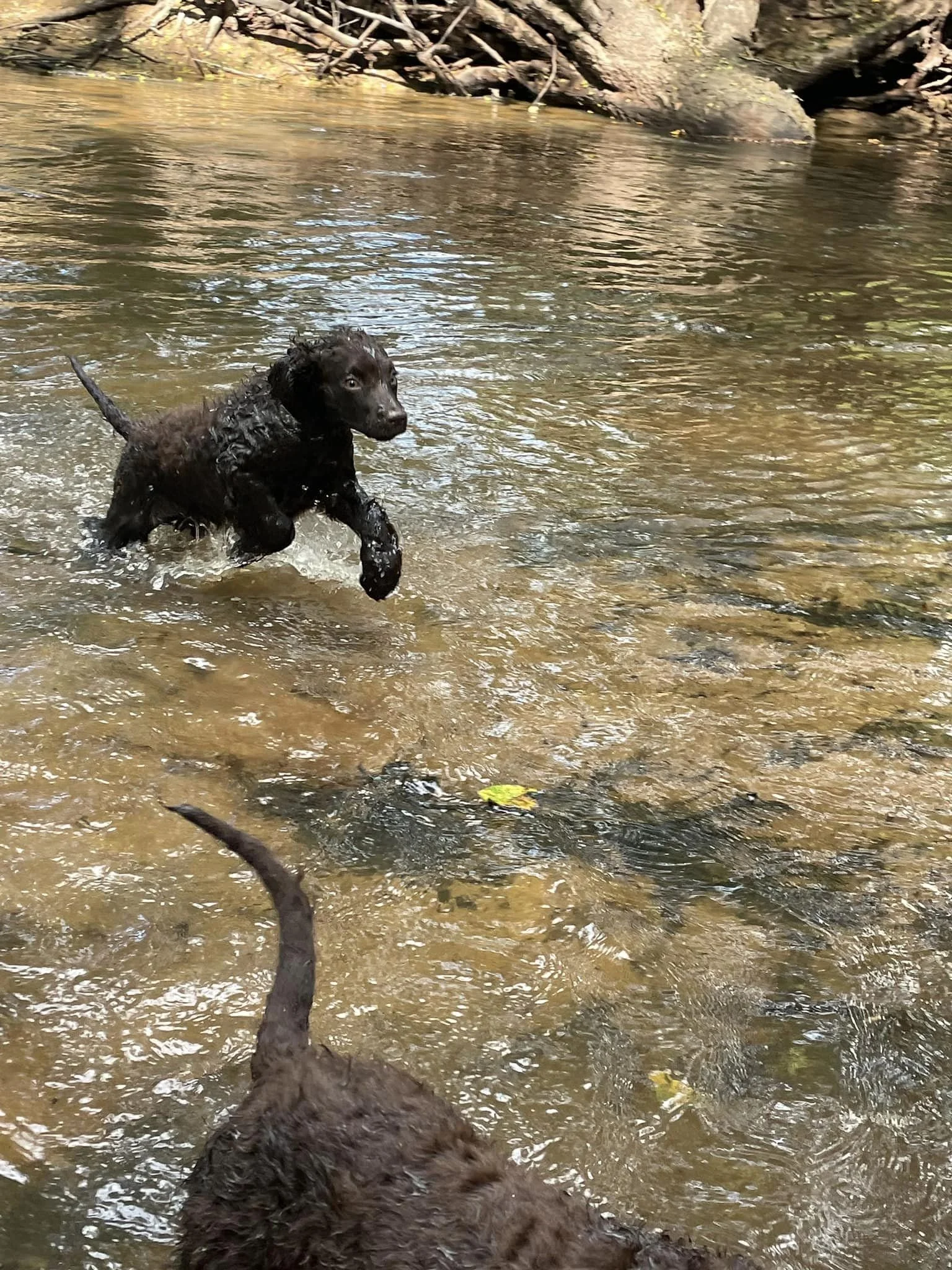 Way to much fun!