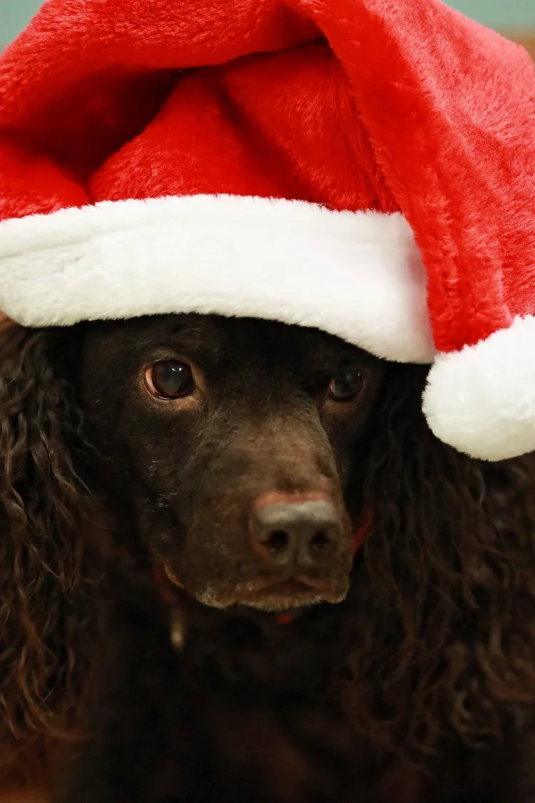 Ho HO Ho - 