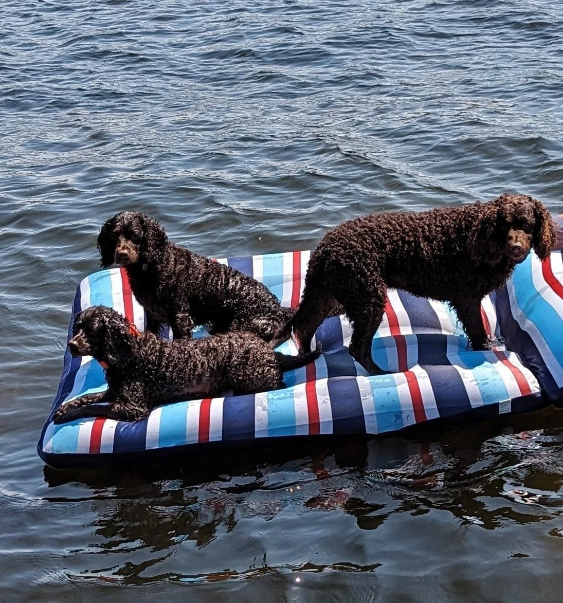 Where'd the human go? 