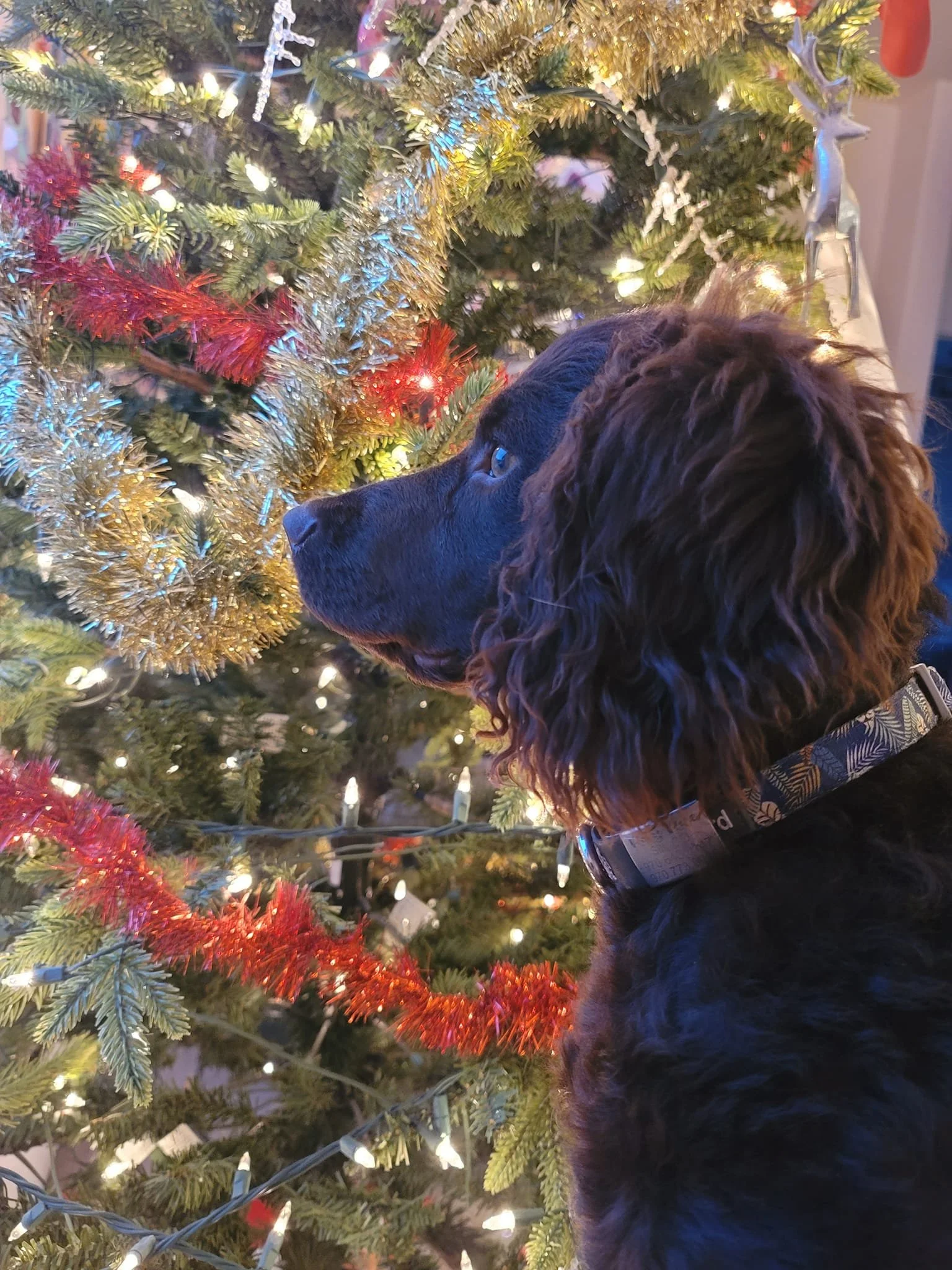 Thinking of Christmas