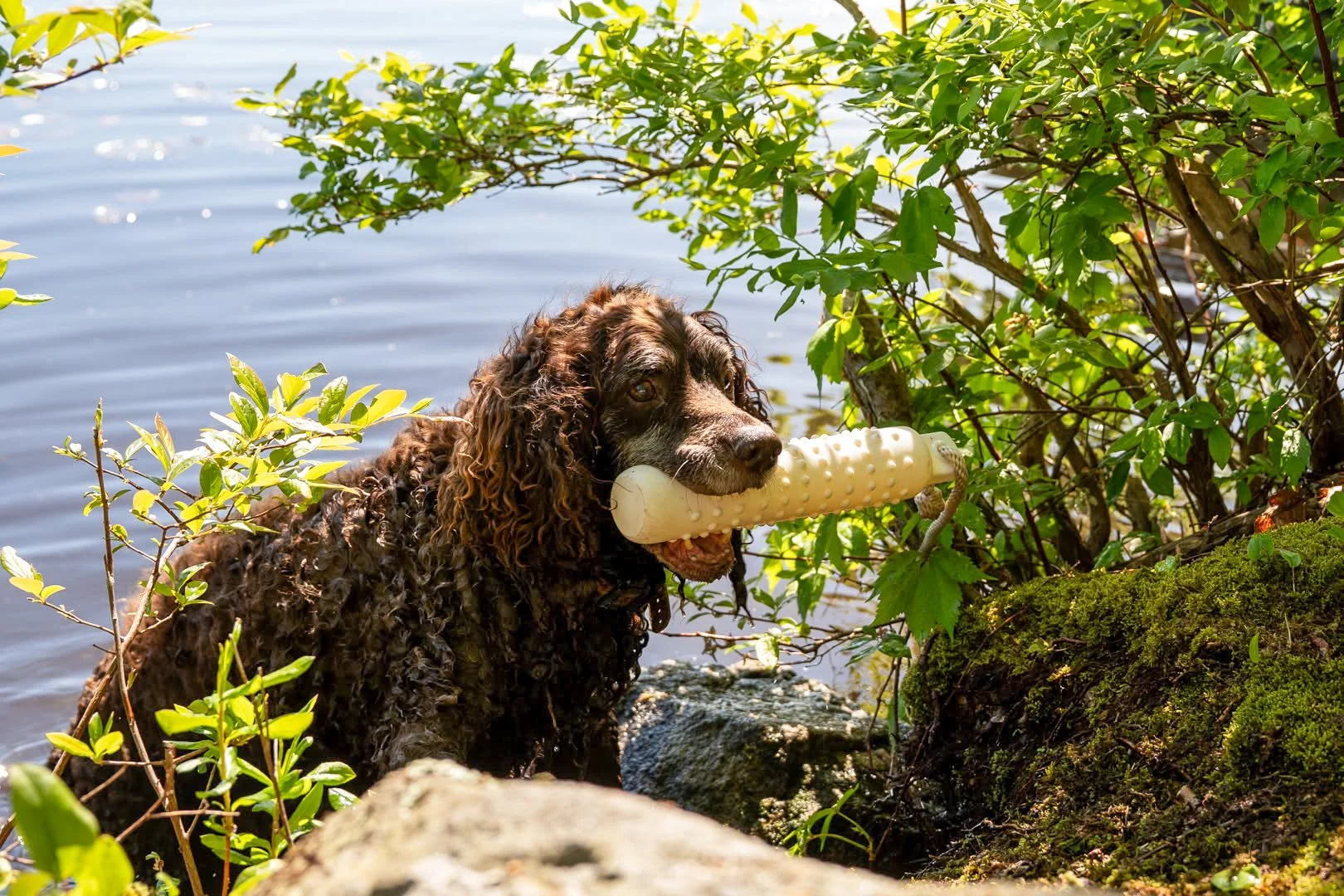 Another beautiful retrieve 
