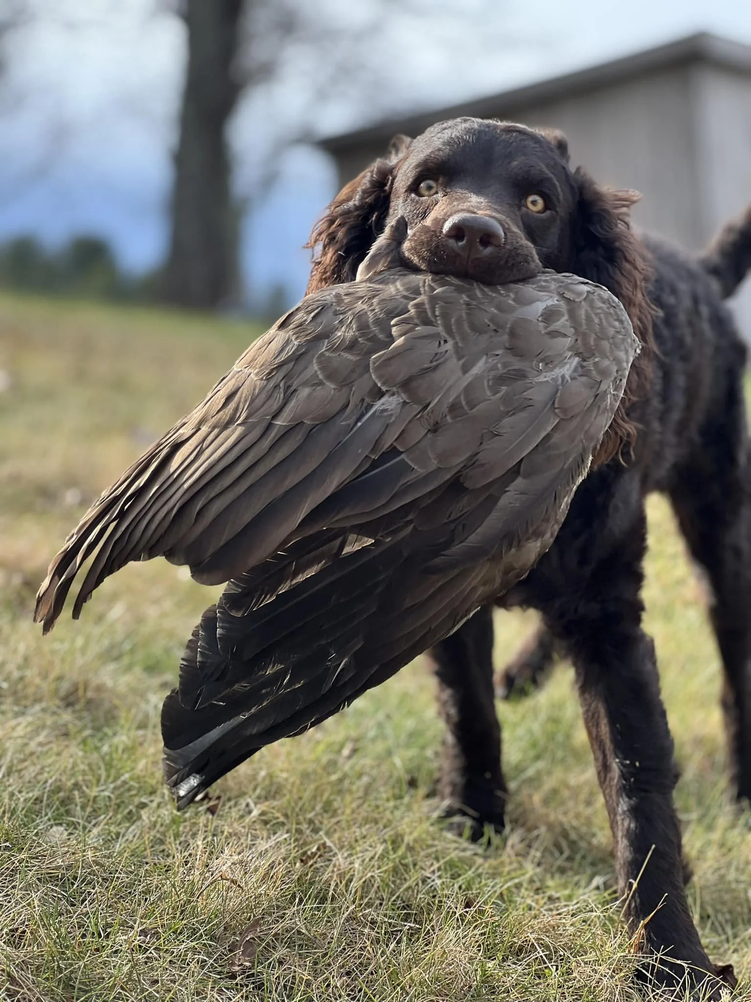 Ya - I can wing it