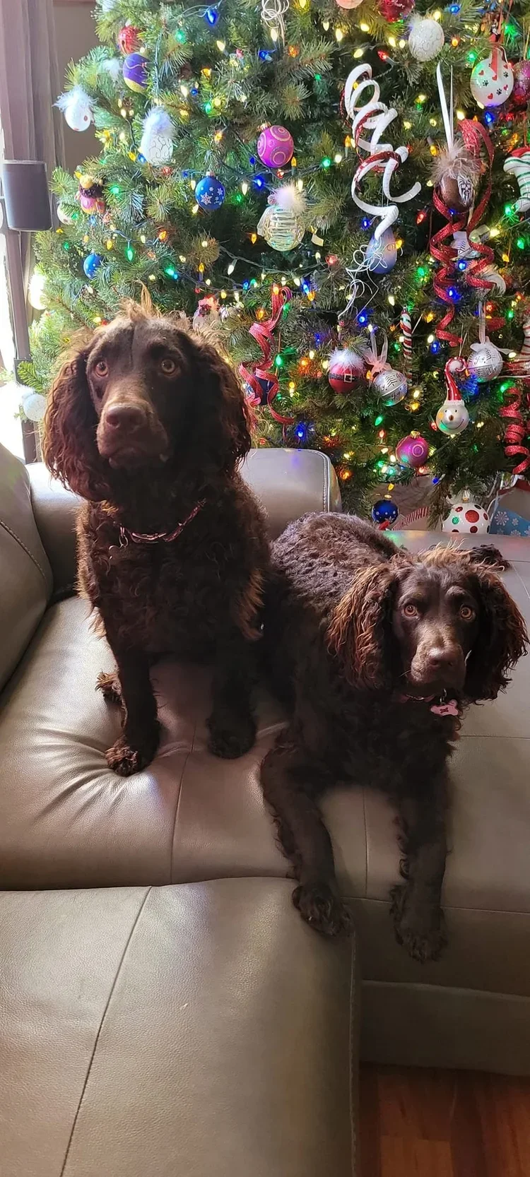 Are you sure you put ALL the gifts under the tree? 