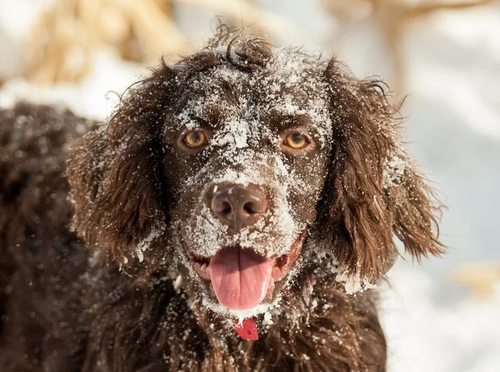 Let it Snow!!