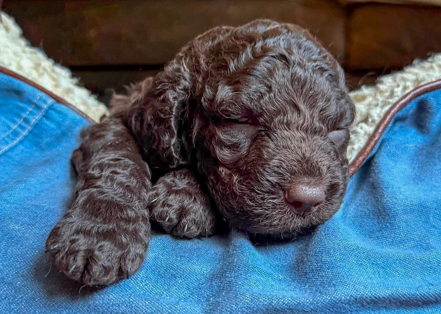 Sweet Dreams