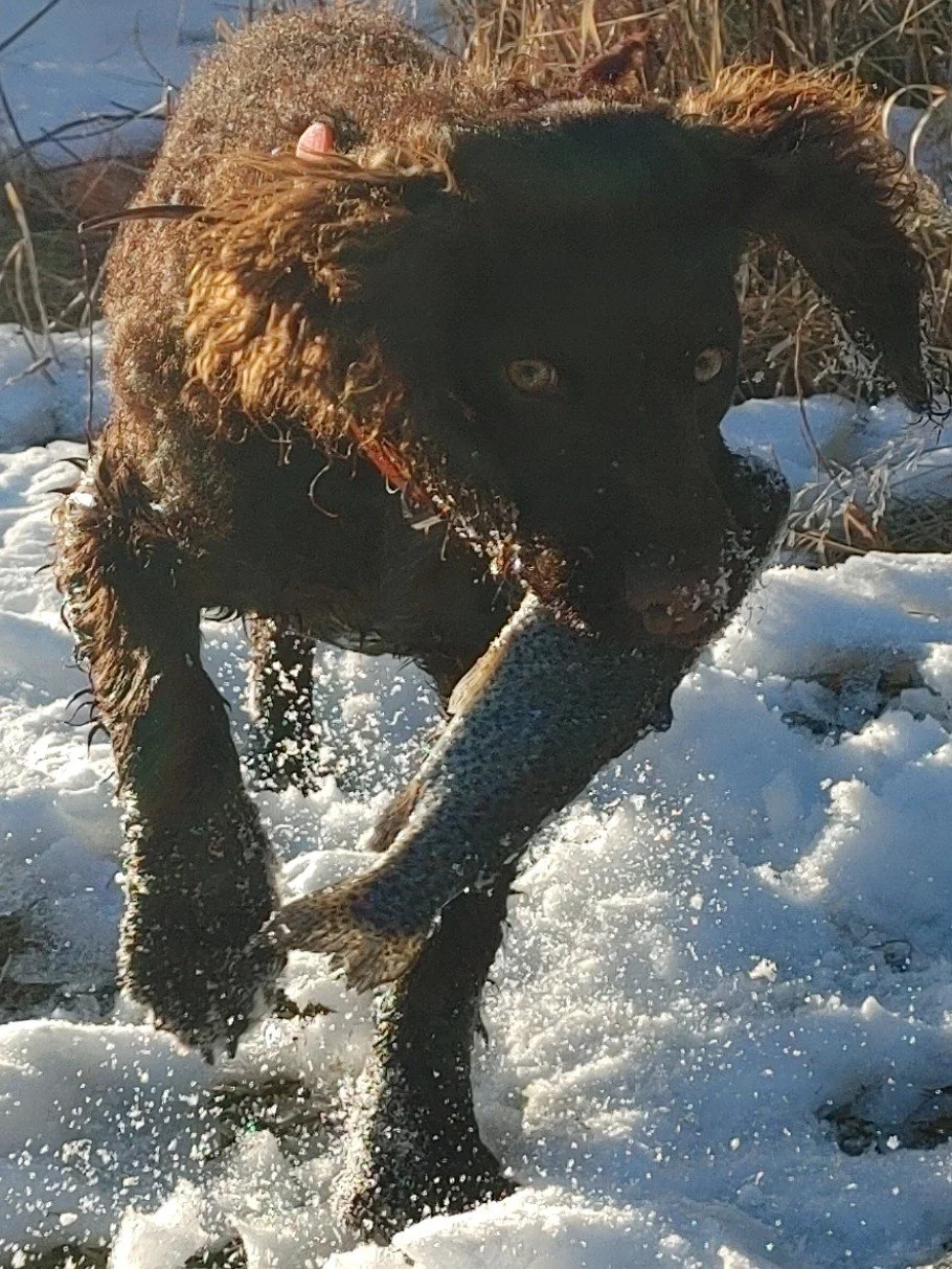 Working on my Water Retrieve
