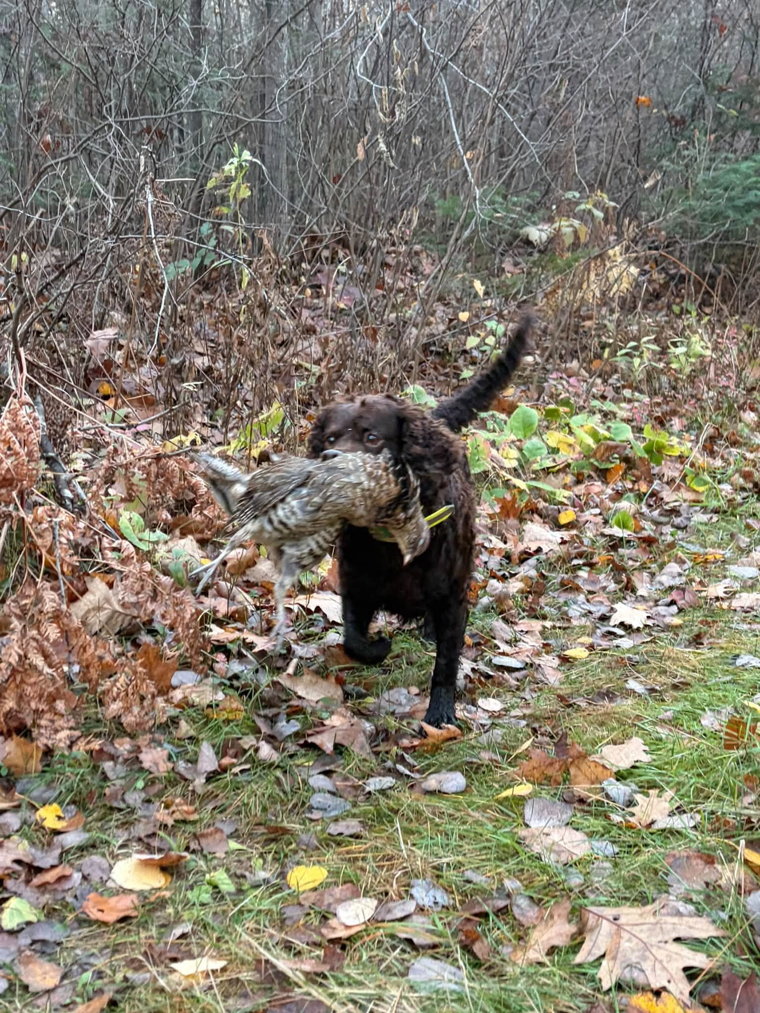 Franny - Cute and Accomplished