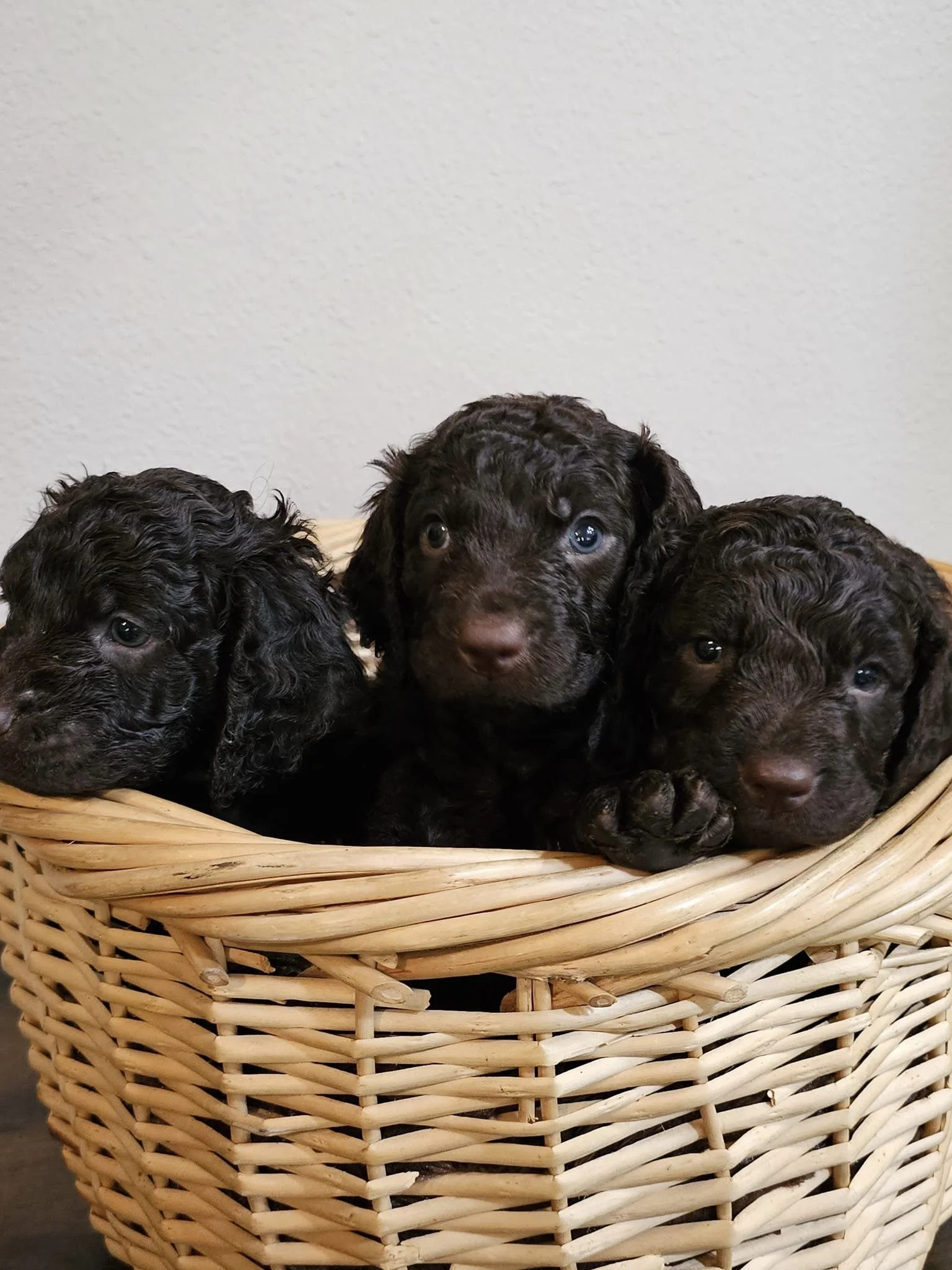 Three of a kind 