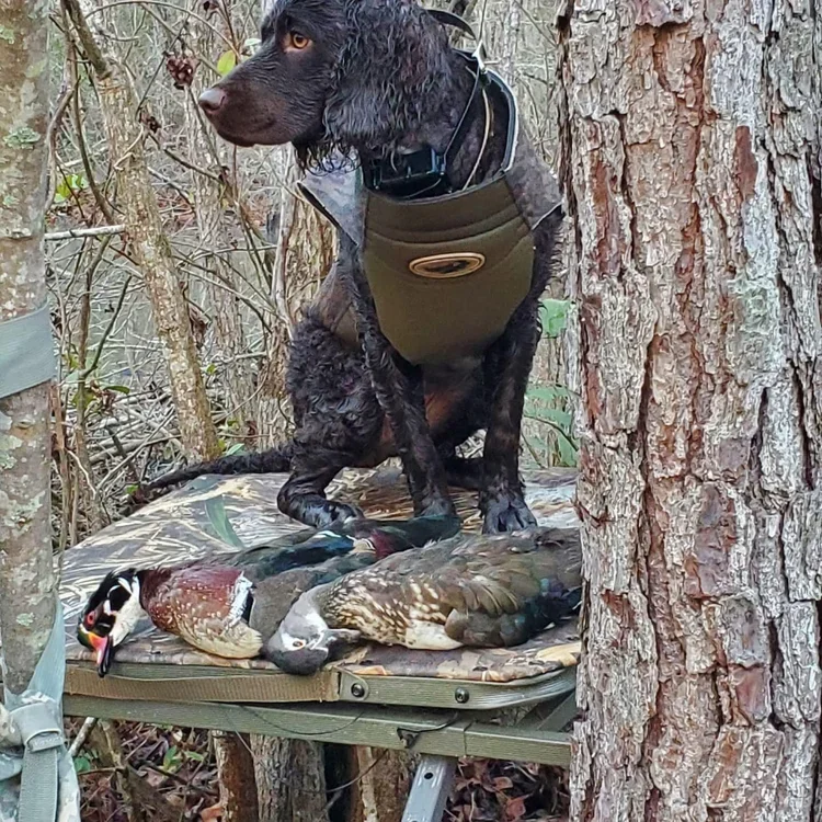 I get the prime lookout spot 