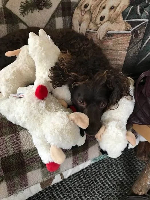 Cotton and Curls