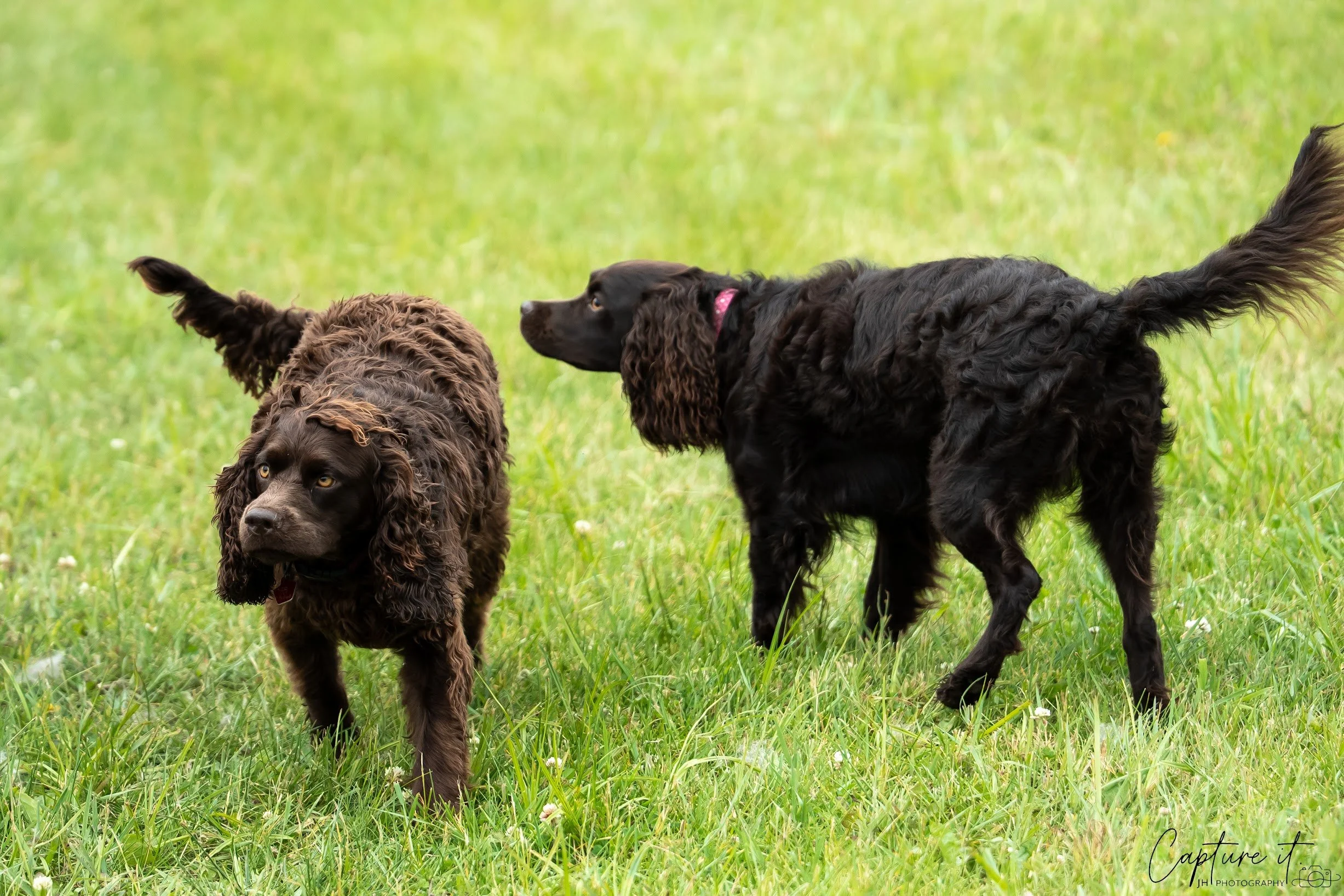 luna and maddy2.jpg