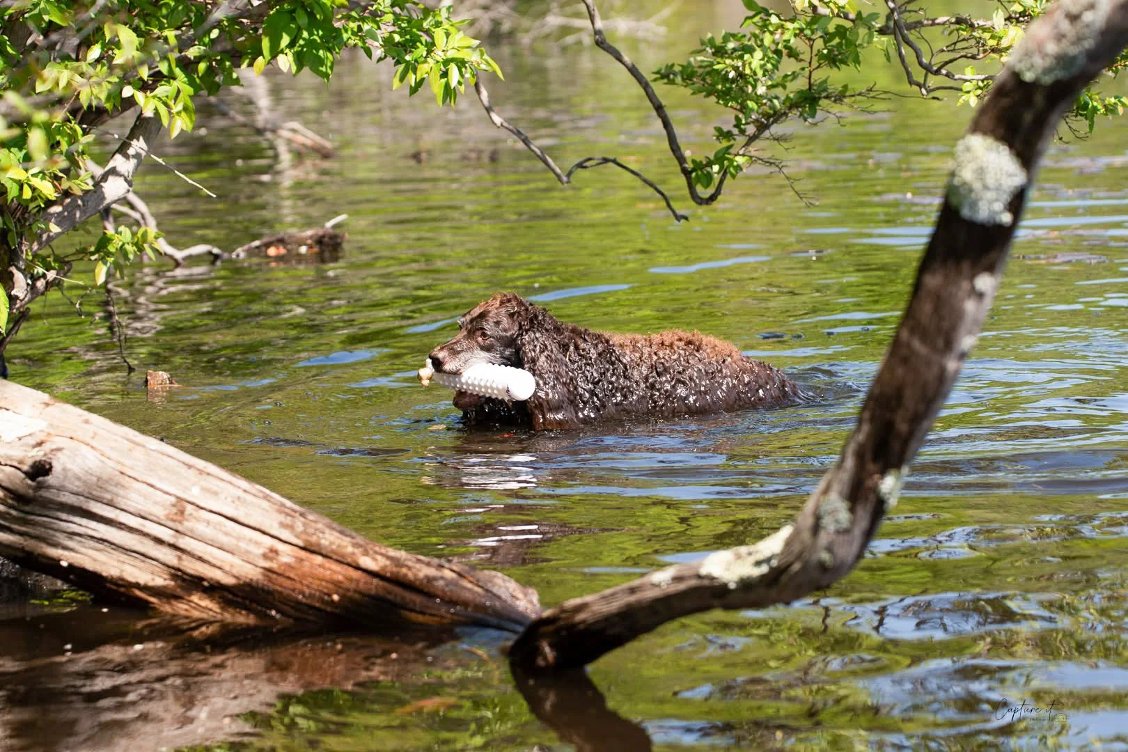 That a way - Otter boy! 