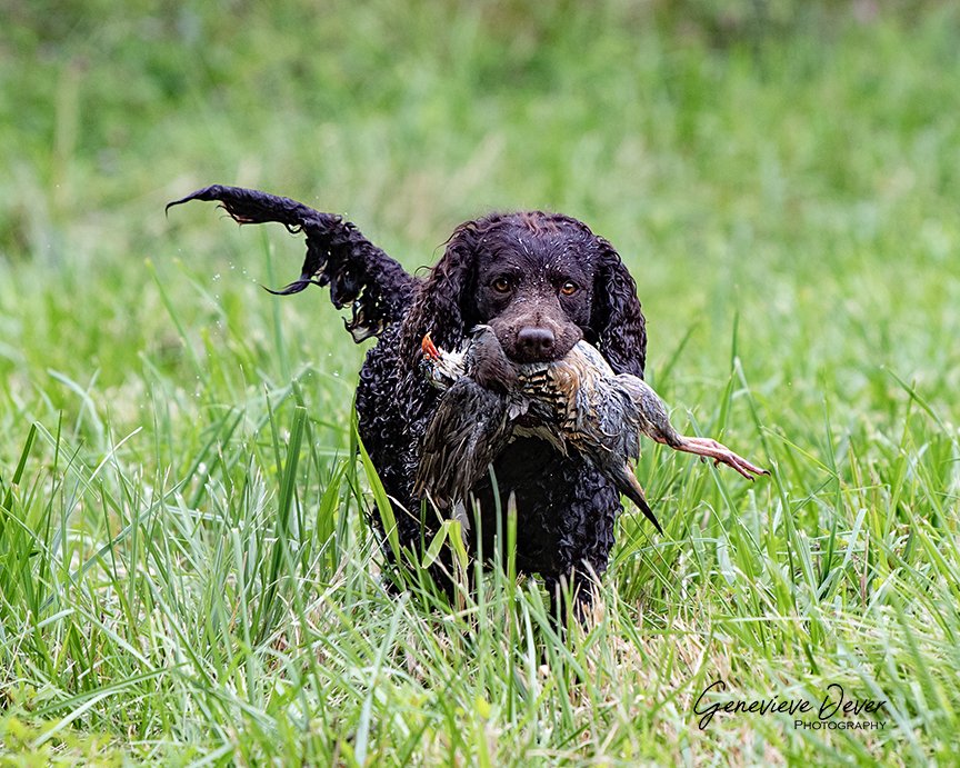 Chucker today, Duck tomorrow 