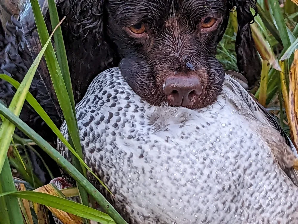 Like a pillow 