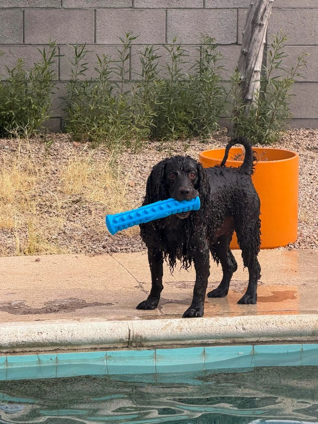 Pool Party!