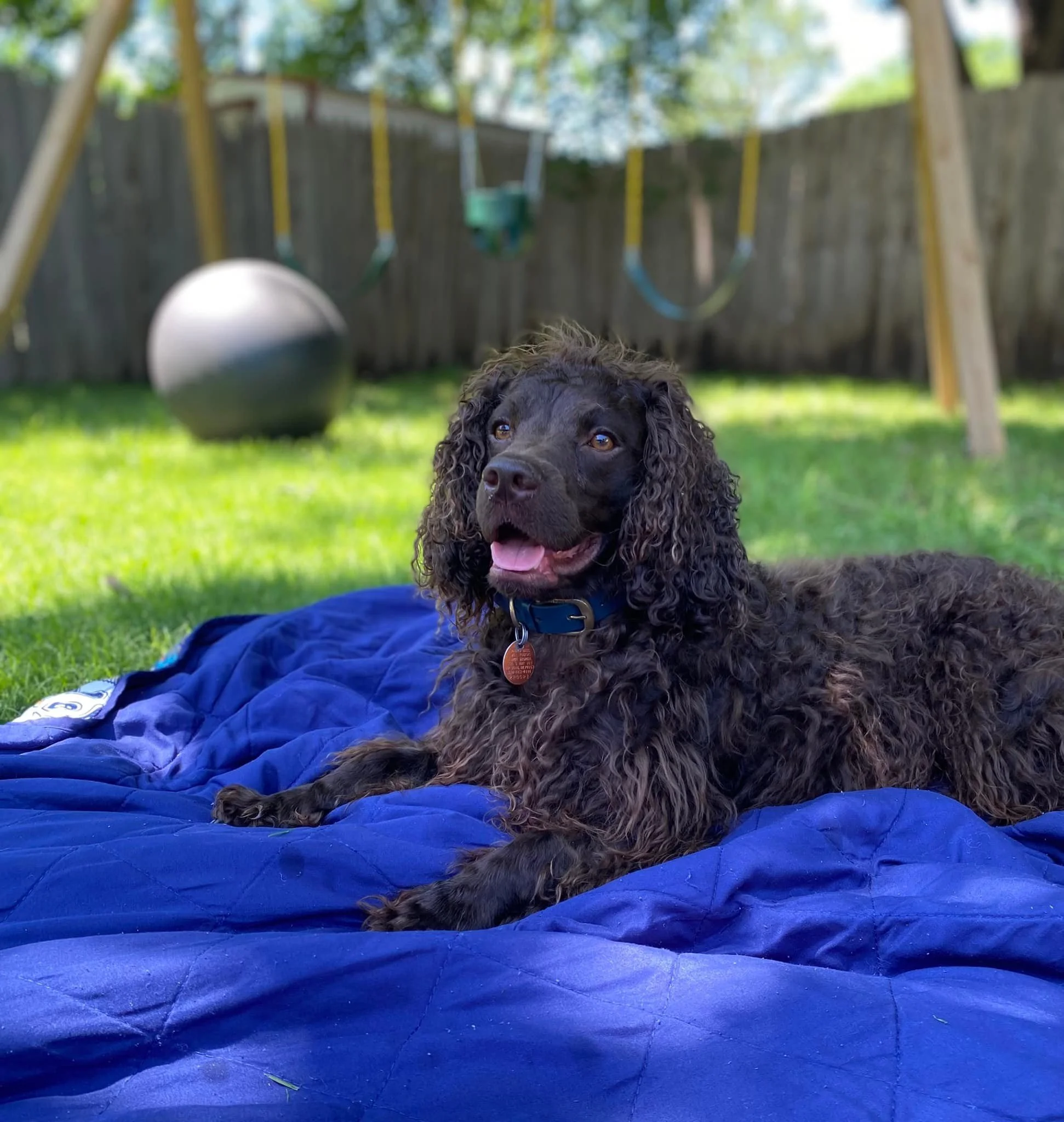 Yep - I'm one happy dog!