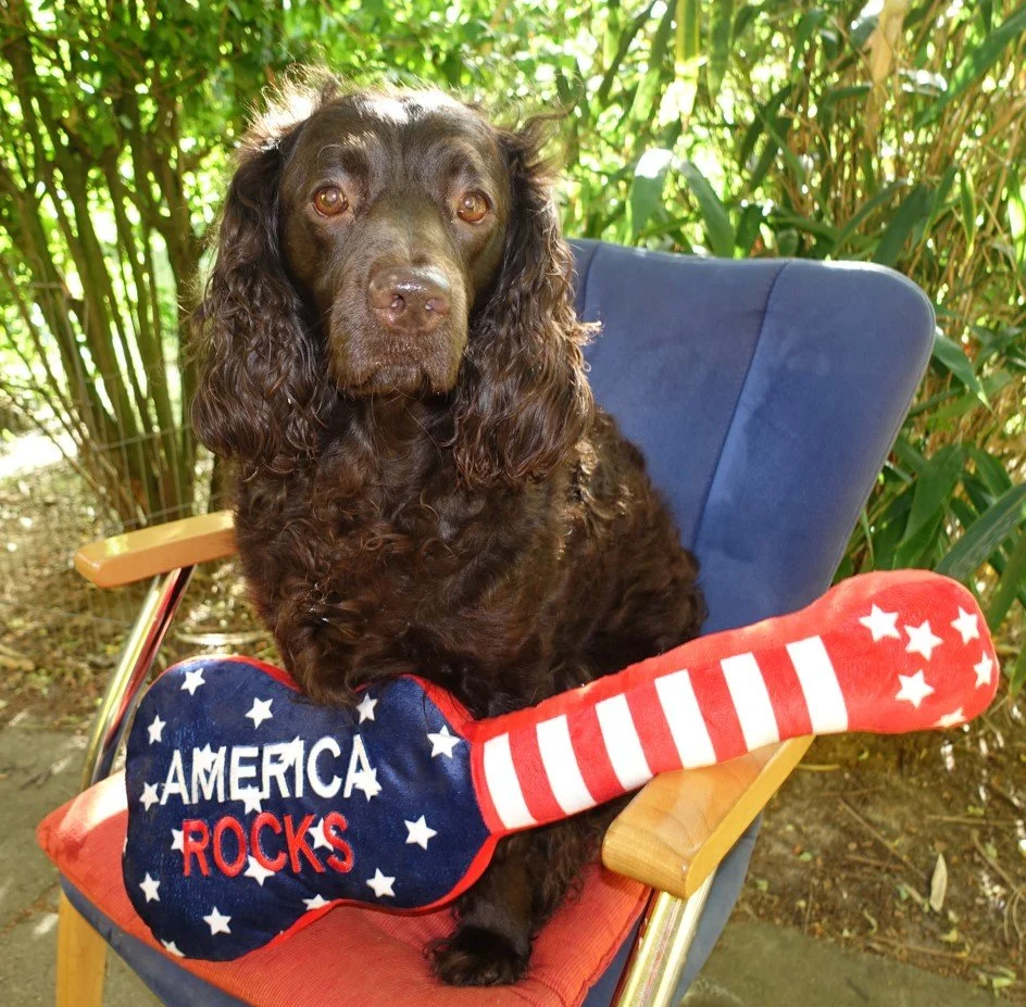 Rock and Roll - Happy 4th of July