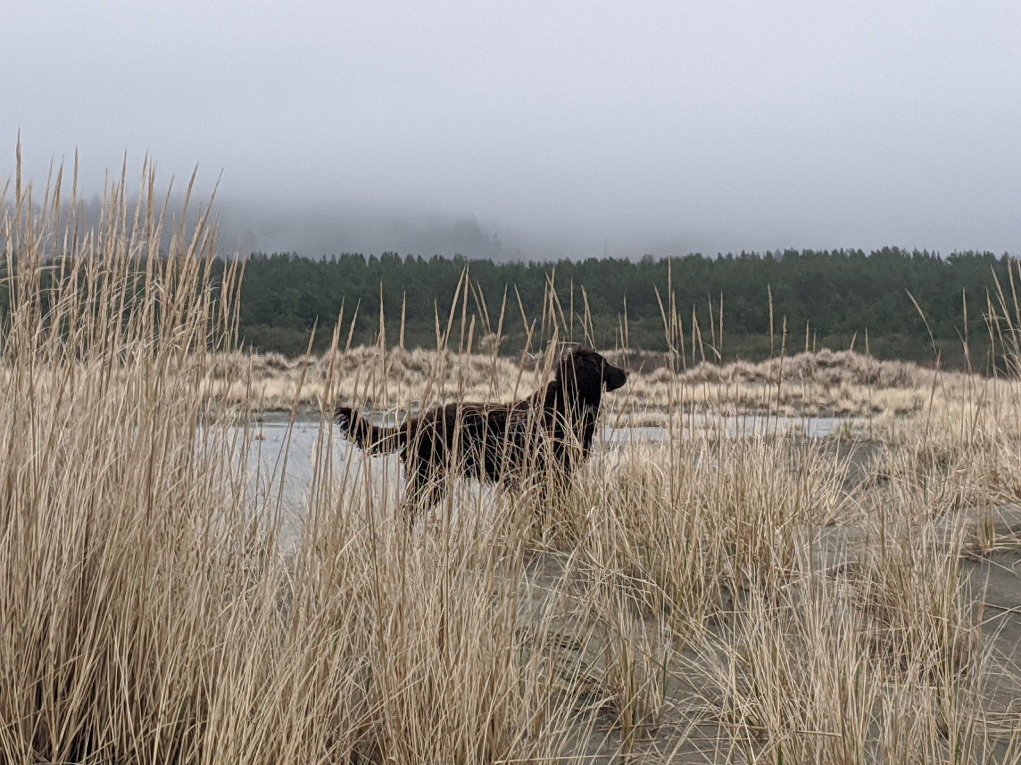 skagit river 5.jpg