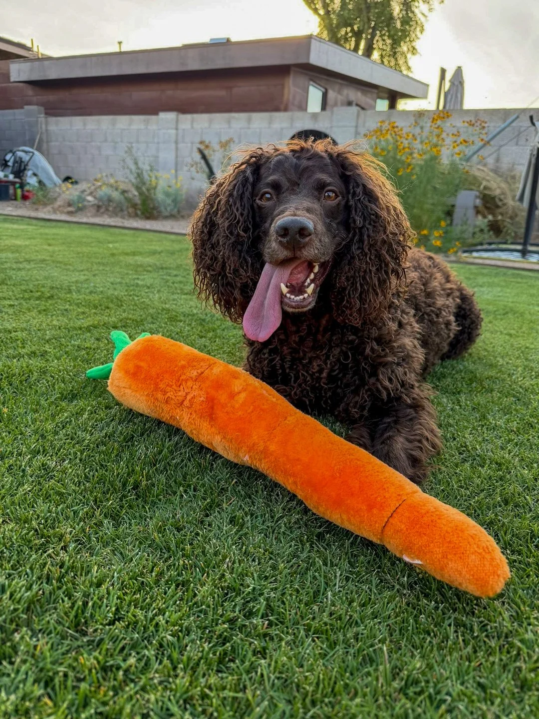 Now that's a carrot! 