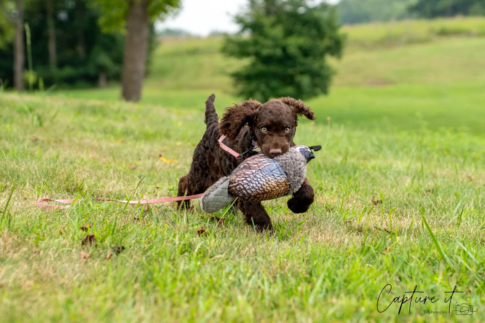 My favorite toy!