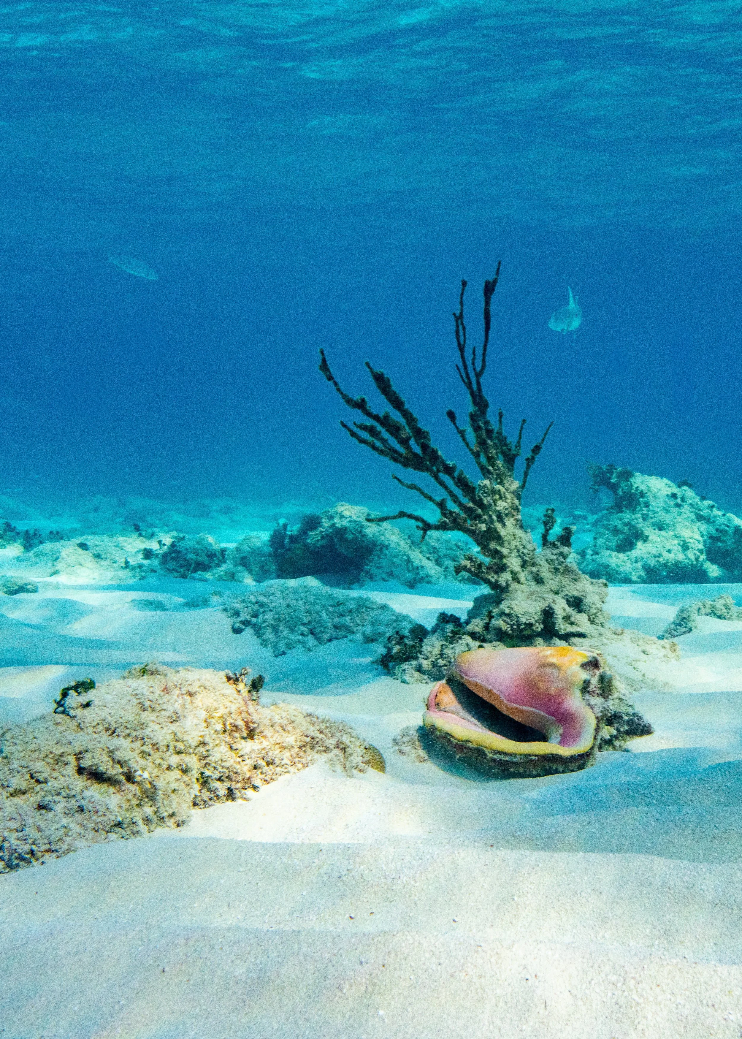 Florida Keys website.jpg