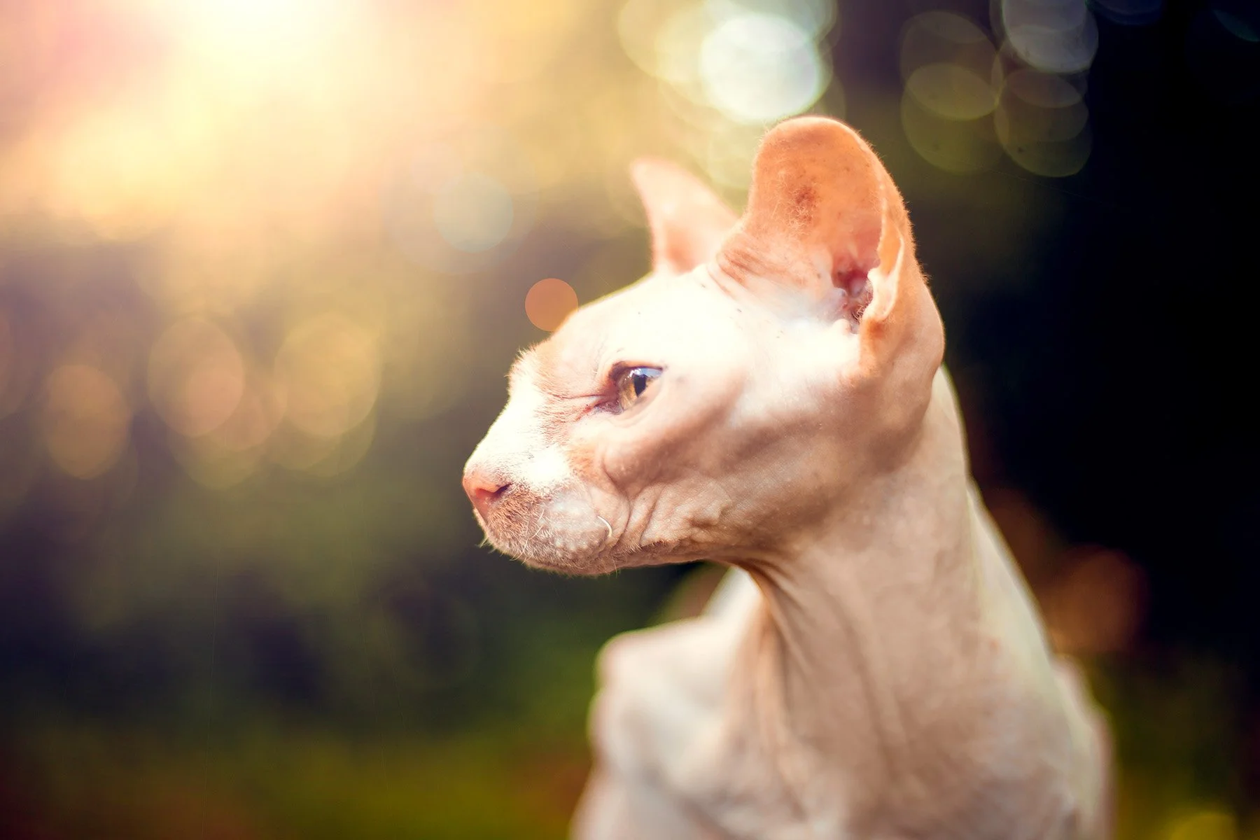 Close-up of a hairless, light-colored Sphynx cat with large ears and blue eyes, looking to the left, with a blurred background of warm and cool bokeh lights.