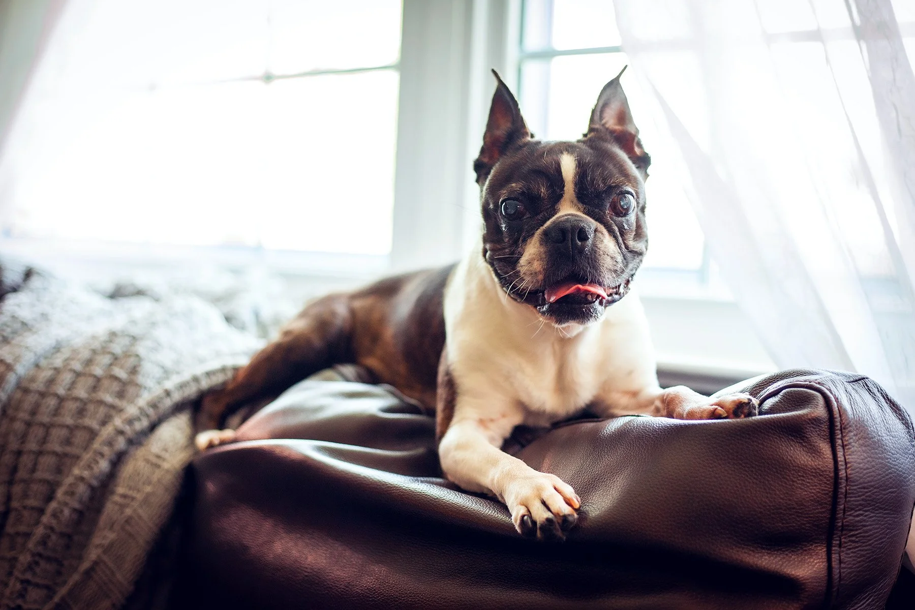 A small brown and white dog, likely a Boston Terrier, relaxing on a leather ottoman near a window with curtains.