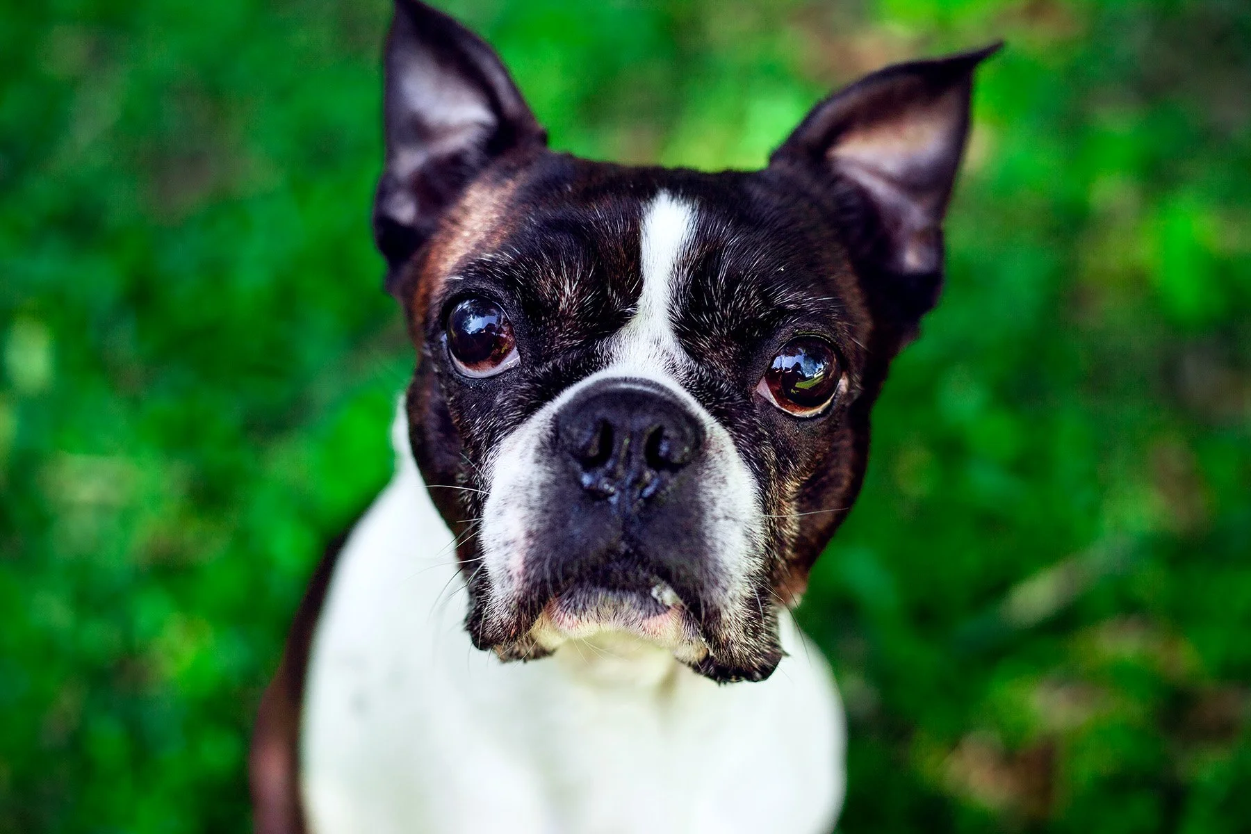 Close-up of a black and white Boston Terrier dog with a white streak on its face and a piece of grass in its mouth, standing on grass.