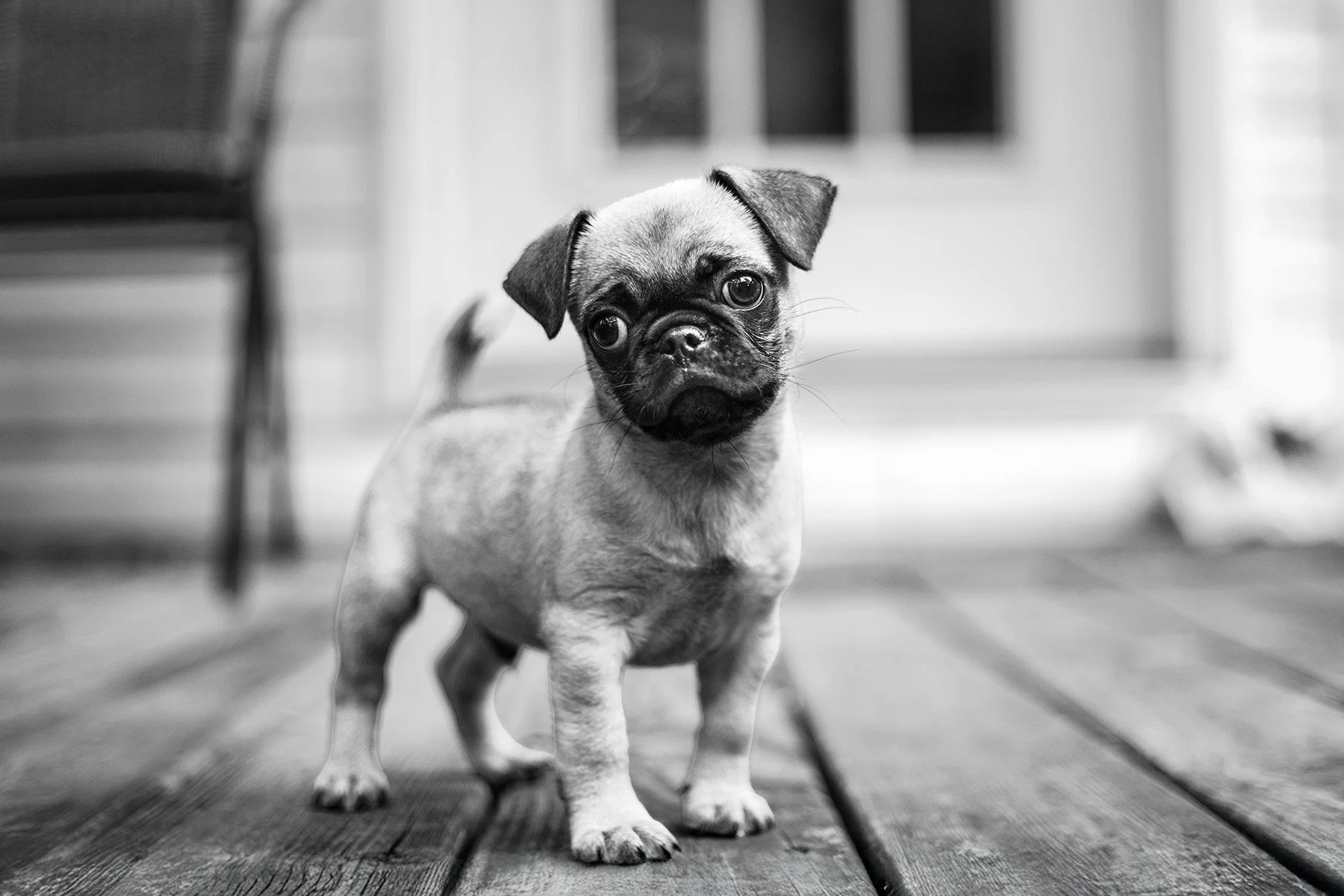 Black and white photo of a young puppy with a dark face and light-colored body standing on a wooden porch, looking curiously at the camera.