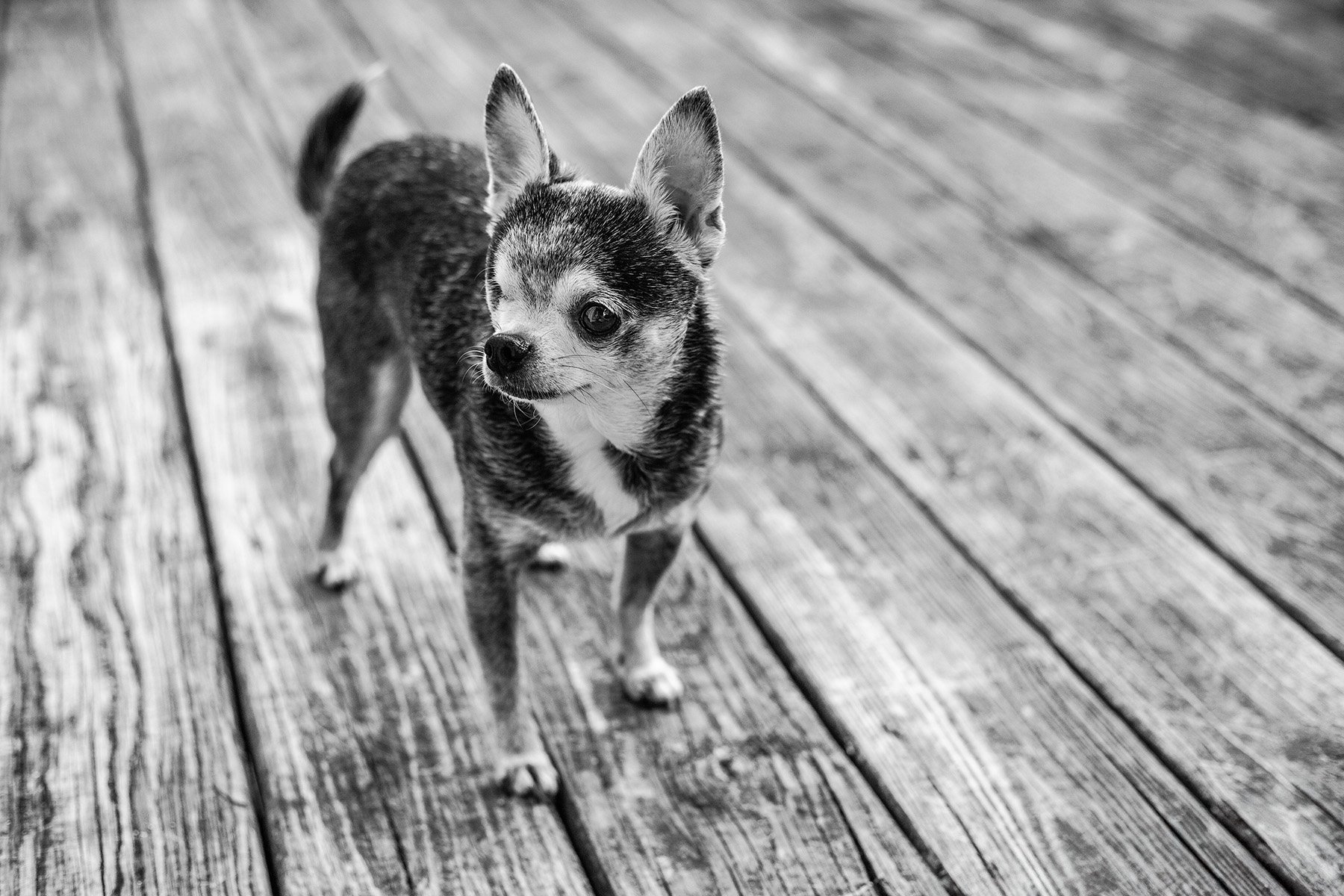 A small dog with large ears, black and white fur, standing on a wooden deck, looking slightly to the left.